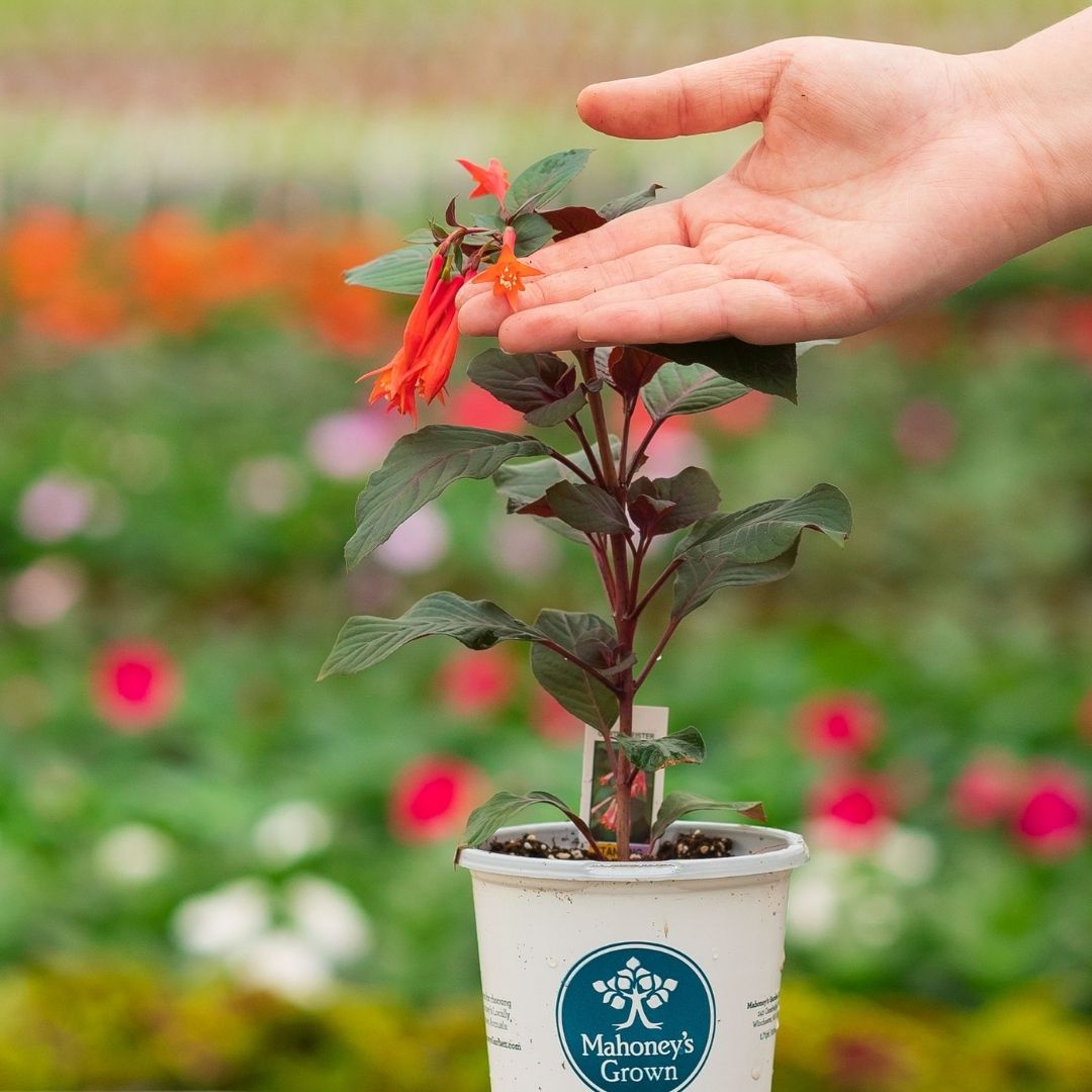 Fuchsia – Gartenmeister – 4.5″ Pot